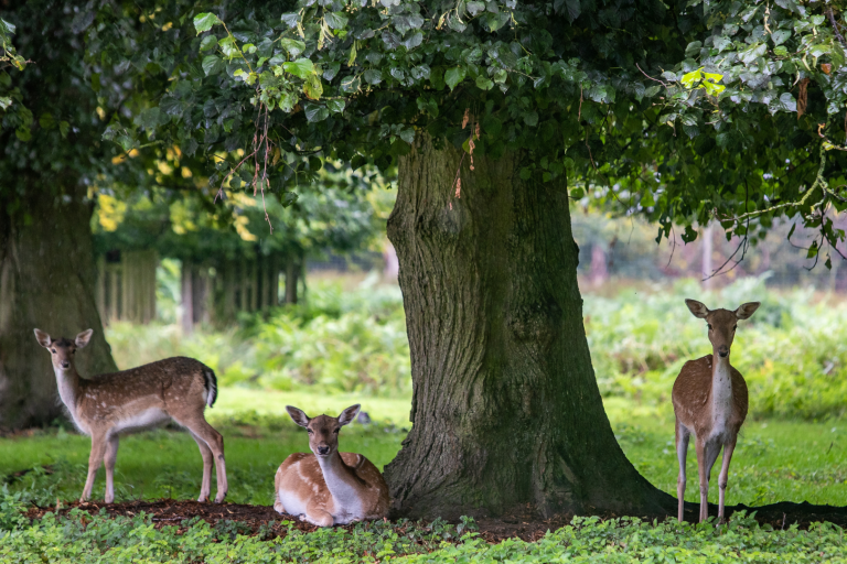 Three deer under a tree at Dunham Massey park